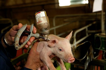 Reducing antibiotic use in pork production involves a multidisciplinary approach. Photo: Henk Riswick Reducing antibiotic use in pork production involves a multidisciplinary approach. Photo: Henk Riswick