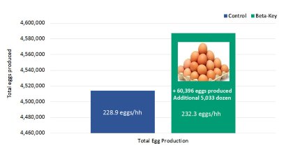 Role of betaine in layer production Role of betaine in layer production