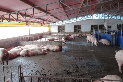 Automated curtains can protect animals from the sun and increase control level regarding the entire ambience when combined with ventilation or negative pressure. Photo: Daniel Azevedo Automated curtains can protect animals from the sun and increase control level regarding the entire ambience when combined with ventilation or negative pressure. Photo: Daniel Azevedo