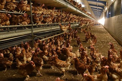 Big Dutchman’s aviary system Natura Nova Twin. Photo: Big Dutchman Big Dutchman’s aviary system Natura Nova Twin. Photo: Big Dutchman