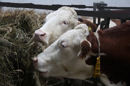 Cows loose their appetite due to heat stress. There are several ways to counteract this. Photo: Vladislav Vorotnikov Cows loose their appetite due to heat stress. There are several ways to counteract this. Photo: Vladislav Vorotnikov