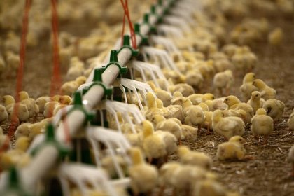 Reducing Campylobacter in broilers Reducing Campylobacter in broilers