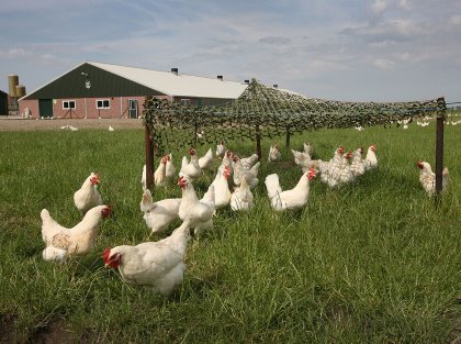 The aim of the pan-European FreeBirds project has been to develop successful husbandry practices in organic production to ensure chickens spend more time outdoors. Photo: Peter Roek The aim of the pan-European FreeBirds project has been to develop successful husbandry practices in organic production to ensure chickens spend more time outdoors. Photo: Peter Roek