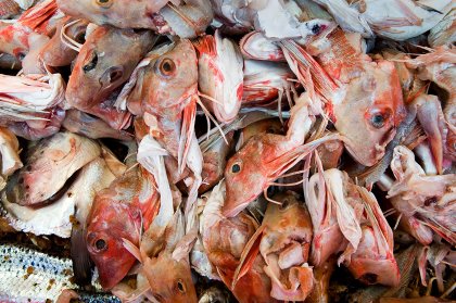 Fish waste can be turned into animal feed by grinding, acidifying and then storage. Photo: ANP Fish waste can be turned into animal feed by grinding, acidifying and then storage. Photo: ANP