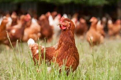 Complex and sensitive metabolism means supplying large amounts of vitamin D into feed does not necessarily translate into increased performance. Photo: Marcel Berendsen Complex and sensitive metabolism means supplying large amounts of vitamin D into feed does not necessarily translate into increased performance. Photo: Marcel Berendsen