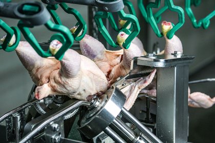 Meyn’s new wing cutter automatically adjust to handle grillers weighing up to 4.3kg and is capable of running at line speeds of up to 7,500 birds per hour. Photo: Meyn Meyn’s new wing cutter automatically adjust to handle grillers weighing up to 4.3kg and is capable of running at line speeds of up to 7,500 birds per hour. Photo: Meyn