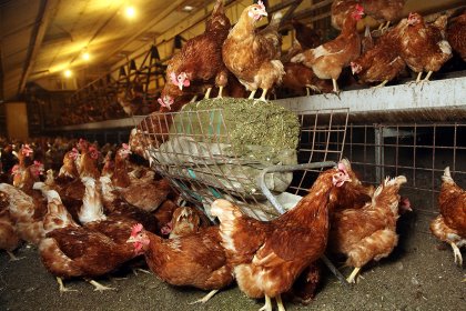 A clear connection exists between dietary fibre and a more consistent energy supply, resulting in improved overall health and performance of laying hens. Photo: Herbert Wiggerman A clear connection exists between dietary fibre and a more consistent energy supply, resulting in improved overall health and performance of laying hens. Photo: Herbert Wiggerman
