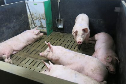 The aim should be to reduce the thermoregulatory effort for pigs, so that they can recover quickly after heat stress. Photo: IFIP The aim should be to reduce the thermoregulatory effort for pigs, so that they can recover quickly after heat stress. Photo: IFIP