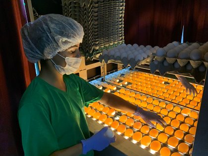 The basis for vaccine manufacturing is a fertilised egg that has been incubated for 10-11 days. Photo: Fabian Brockötter The basis for vaccine manufacturing is a fertilised egg that has been incubated for 10-11 days. Photo: Fabian Brockötter