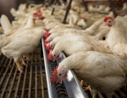 Feed restriction will reduce mortality due to Sudden Death Syndrome. Photo: Peter J.E.Roek Pentalux Photography & Video Feed restriction will reduce mortality due to Sudden Death Syndrome. Photo: Peter J.E.Roek Pentalux Photography & Video
