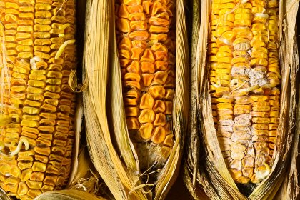 A defence mechanism in host plants can result in a conjugation of sugar to the mycotoxin and so some mycotoxins are masked. Photo: Shutterstock A defence mechanism in host plants can result in a conjugation of sugar to the mycotoxin and so some mycotoxins are masked. Photo: Shutterstock