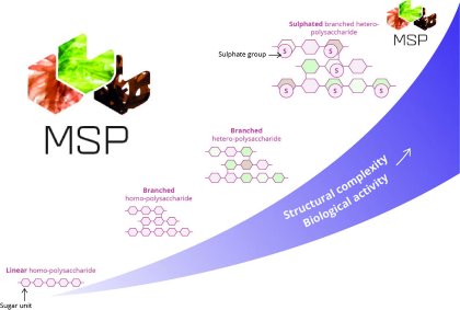 Supporting gut health with macroalgal extracts Supporting gut health with macroalgal extracts