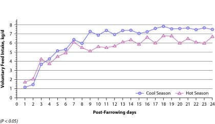 Heat Stress: How it impacts feeding behaviour in lactating sows Heat Stress: How it impacts feeding behaviour in lactating sows