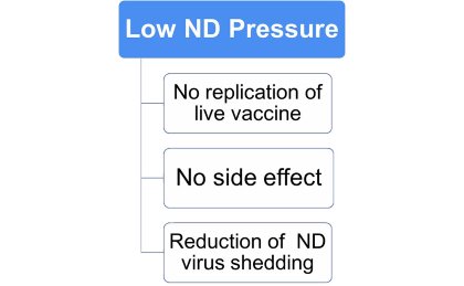 Live ND vaccines inadequate for low ND challenged countries Live ND vaccines inadequate for low ND challenged countries