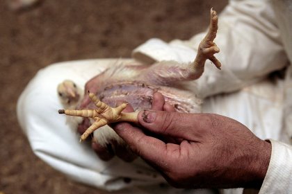According to the university, organic minerals are absorbed faster and better in a broiler’s gut than inorganic minerals. Photo: Studio Kastermans According to the university, organic minerals are absorbed faster and better in a broiler’s gut than inorganic minerals. Photo: Studio Kastermans