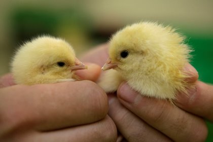 A higher number of antibodies were found in animals receiving alpha-monolaurin in their feed. Photo: Jan Willem Schouten A higher number of antibodies were found in animals receiving alpha-monolaurin in their feed. Photo: Jan Willem Schouten