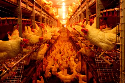 Vaccines, gut health, biosecurity and water sanitation and maintenance are some important aspects of a layer health plan. Photo: Henk Riswick Vaccines, gut health, biosecurity and water sanitation and maintenance are some important aspects of a layer health plan. Photo: Henk Riswick