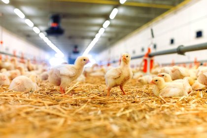 Achieving good poultry performance starts in the hours and days post hatch. Photo: Trouw Nutrition Achieving good poultry performance starts in the hours and days post hatch. Photo: Trouw Nutrition