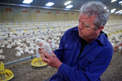 Genetics and hormones are some of the factors that influence feather growth and development. Photo: Lex Salverda Genetics and hormones are some of the factors that influence feather growth and development. Photo: Lex Salverda