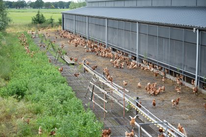 Spotty Liver Disease occurs mainly in extensively free-range flocks. As bacteria can be isolated from the faeces of infected animals, a faecal-oral infection route is most likely. Photo: Michel Velderman Spotty Liver Disease occurs mainly in extensively free-range flocks. As bacteria can be isolated from the faeces of infected animals, a faecal-oral infection route is most likely. Photo: Michel Velderman