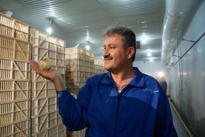 In Iran, only the oil industry has a higher turnover and importance to the national economy than the poultry industry, according to Dr Majid Movafegh Ghadirlyboard member of the Iran National Poultry Association. Photo: Vladislav Vorotnikov In Iran, only the oil industry has a higher turnover and importance to the national economy than the poultry industry, according to Dr Majid Movafegh Ghadirlyboard member of the Iran National Poultry Association. Photo: Vladislav Vorotnikov