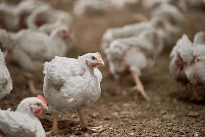 Phytases are continuously evolving to bring more value to broiler feed formulations. Photo: DuPont Phytases are continuously evolving to bring more value to broiler feed formulations. Photo: DuPont