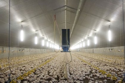 It was once believed that broilers subject to continuous or almost continuous light would maximise their growth performance. However, broilers reared under an adequate period of darkness often perform better. Photo: Ronald Hissink It was once believed that broilers subject to continuous or almost continuous light would maximise their growth performance. However, broilers reared under an adequate period of darkness often perform better. Photo: Ronald Hissink