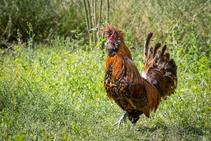 The conservation of indigenous animal breeds is seen as vital to maintaining local genetic resources and biodiversity. Photo: Peter J.E. Roek The conservation of indigenous animal breeds is seen as vital to maintaining local genetic resources and biodiversity. Photo: Peter J.E. Roek