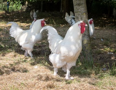 Scientists analysed Avian Leukosis Virus subgroup E infections in the genetic code of more than 400 chickens from villages in Ethiopia, Nigeria and Iraq – 850 types were previously unseen. Photo: Peter J.E. Roek Scientists analysed Avian Leukosis Virus subgroup E infections in the genetic code of more than 400 chickens from villages in Ethiopia, Nigeria and Iraq – 850 types were previously unseen. Photo: Peter J.E. Roek
