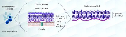 The benefits of using purified Beta Glucans The benefits of using purified Beta Glucans
