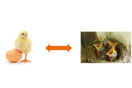 The art of nourishing day old chicks The art of nourishing day old chicks