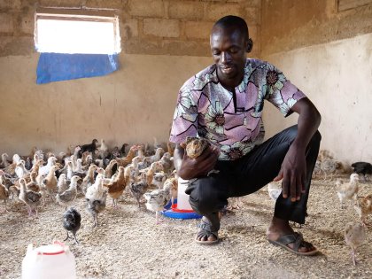 The project has been 5 years in the making, resulting in a crossbreed chicken known as Poulet du Faso. Photo: Ceva The project has been 5 years in the making, resulting in a crossbreed chicken known as Poulet du Faso. Photo: Ceva