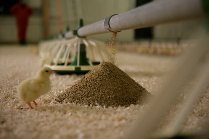 With a change in feed formulation comes a change in ingredient and nutrient composition. Photo: Jan Willem Schouten With a change in feed formulation comes a change in ingredient and nutrient composition. Photo: Jan Willem Schouten