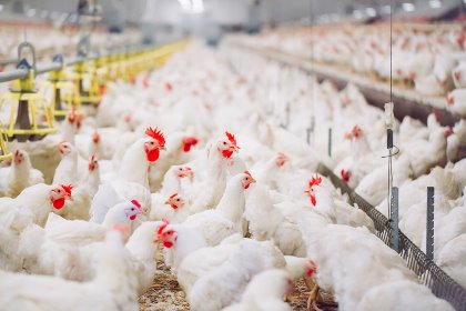 The research centre trials to evaluate split feeding showed increased egg production in birds fed a split-feeding regime. Photo: Shutterstock The research centre trials to evaluate split feeding showed increased egg production in birds fed a split-feeding regime. Photo: Shutterstock
