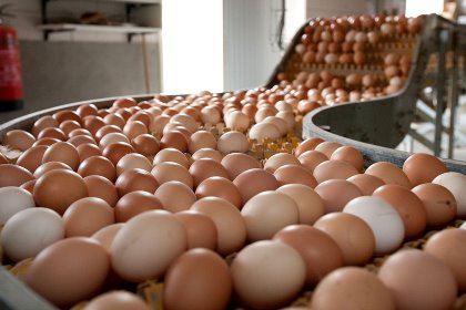 Turning to the post-Covid era, Mulder says there will be accelerated global growth in egg demand. Photo: Ronald Hissink Turning to the post-Covid era, Mulder says there will be accelerated global growth in egg demand. Photo: Ronald Hissink