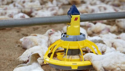 The feed level in the control pan can be influenced with an LED light that attracts chickens to the end of the feeding line. Photo: Roxell The feed level in the control pan can be influenced with an LED light that attracts chickens to the end of the feeding line. Photo: Roxell