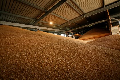 Grain should be in the proper condition when entering storage. Photo: Joris Telders Grain should be in the proper condition when entering storage. Photo: Joris Telders