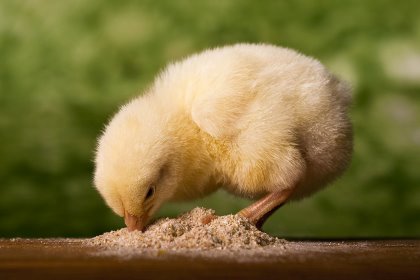 When dealing with young broiler chicks it is imperative to ensure a quick adaptation and a smooth transition after hatch. Photo: SHutterstock When dealing with young broiler chicks it is imperative to ensure a quick adaptation and a smooth transition after hatch. Photo: SHutterstock