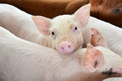 Photo:iStock Photo:iStock