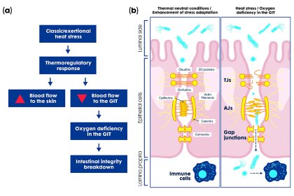 Oxygen deficiency (a) harms gut wall mechanism and cell structures (b) allowing pathogen translocation, nutrient malabsorption. Adapted from Lian et al., 2020 Photo: Trouw Nutrition Oxygen deficiency (a) harms gut wall mechanism and cell structures (b) allowing pathogen translocation, nutrient malabsorption. Adapted from Lian et al., 2020 Photo: Trouw Nutrition