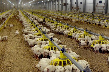 Russians consume 33kg of poultrymeat per capita per year, but Sergey Lakhtyukhov , director general of the Russian Union of Poultry Producers, says his industry is geared for international growth. Photo: Vladislav Vorotnikov Russians consume 33kg of poultrymeat per capita per year, but Sergey Lakhtyukhov , director general of the Russian Union of Poultry Producers, says his industry is geared for international growth. Photo: Vladislav Vorotnikov