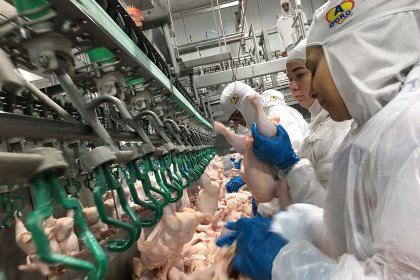 With 240 poultry processing plants each slaughtering over 50,000 birds per day, Brazil is a poultrymeat production powerhouse. Photo: Fabian Brockötter With 240 poultry processing plants each slaughtering over 50,000 birds per day, Brazil is a poultrymeat production powerhouse. Photo: Fabian Brockötter