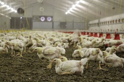 Getting the flocks Salmonella free required an action plan that was followed for years. Photo: Dick van Doorn Getting the flocks Salmonella free required an action plan that was followed for years. Photo: Dick van Doorn