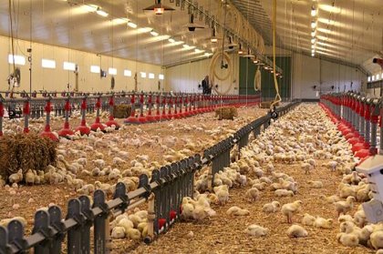 The broilers produced under the Loue brand have plenty of space, both inside and outside the house. Photo: Hans Siemes The broilers produced under the Loue brand have plenty of space, both inside and outside the house. Photo: Hans Siemes