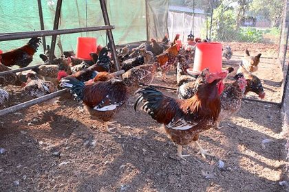 The Boschveld chicken has distinctive red and brown colours with white feathers in between. Photo: Boschveld The Boschveld chicken has distinctive red and brown colours with white feathers in between. Photo: Boschveld