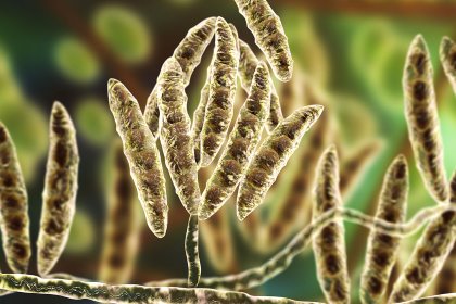 Fusarium which produce mycotoxins in cereal crops that affect humans and animals. Photo: Kateryna Kon Fusarium which produce mycotoxins in cereal crops that affect humans and animals. Photo: Kateryna Kon