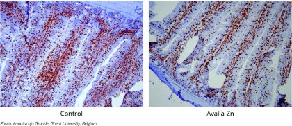 Improving gut wall integrity by zinc nutrition Improving gut wall integrity by zinc nutrition