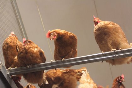 Vencomatic developed a solution that stops red mites from reaching the hen: the Q-Perch. Vencomatic developed a solution that stops red mites from reaching the hen: the Q-Perch.