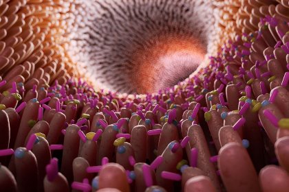 3D-illustration of the villi and bacteria in the gut. Photo: Shutterstock 3D-illustration of the villi and bacteria in the gut. Photo: Shutterstock