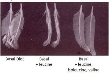Illustration 1: Effect of branch chained amino acids on feather growth. Photo: Mario Penz Illustration 1: Effect of branch chained amino acids on feather growth. Photo: Mario Penz